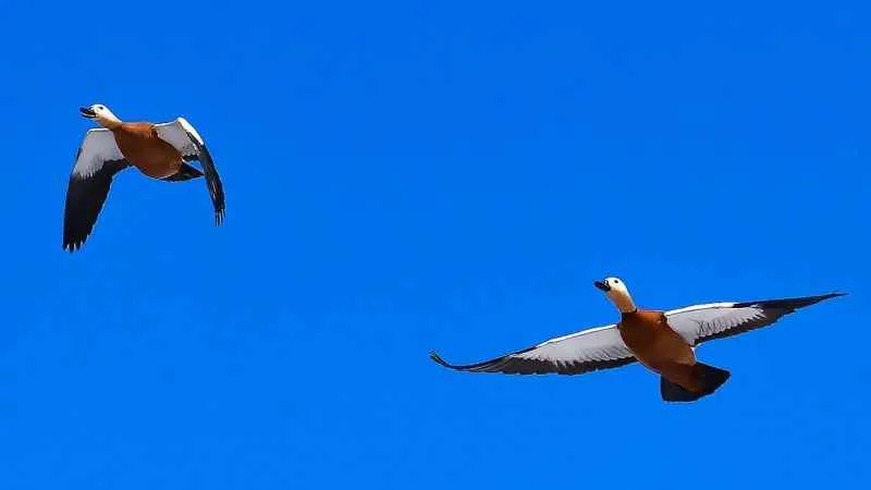 SADAKATİN SİMGESİ DÖNDÜ
