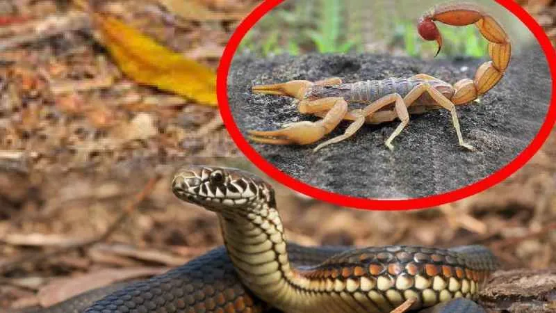 Uzmanlardan yılan ve akrep uyarısı