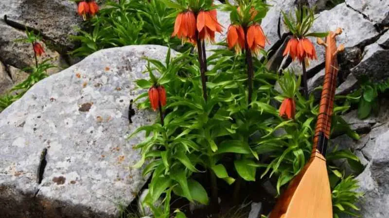 244 bin liranız yoksa kopartmayın!