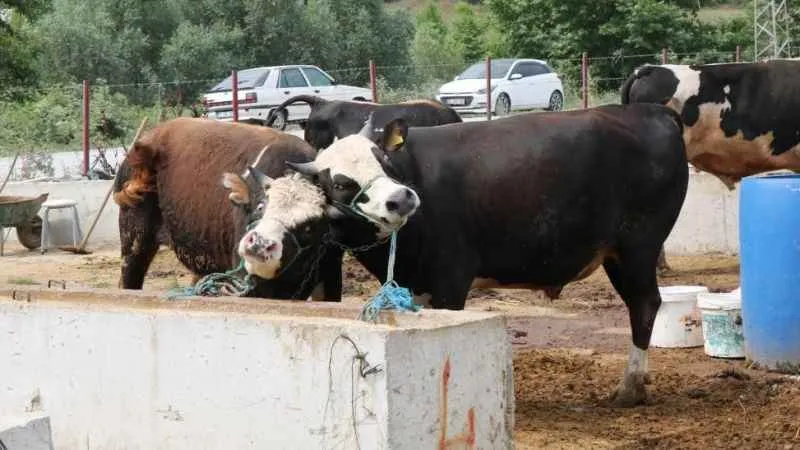 Samsun Hayvan Pazarı kapalı tutulacak