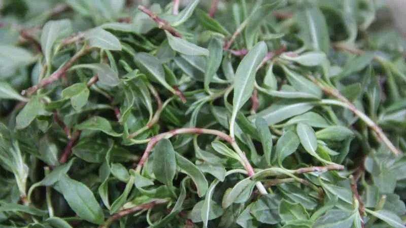 Yol kenarında yetişiyor, kanseri önlüyor