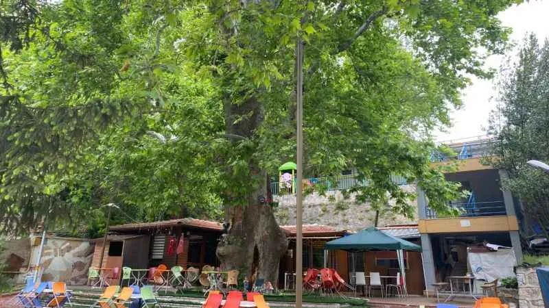 Bu çınar ağacı tam bin yıllık!