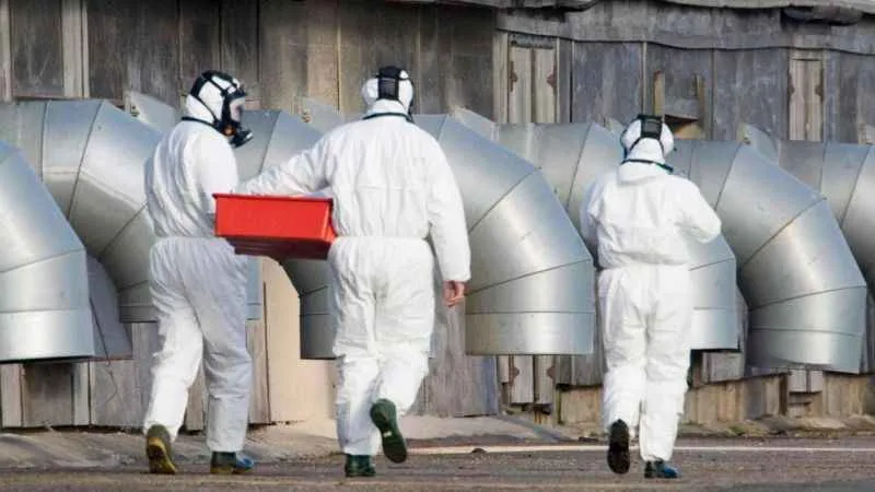 İngiltere’de iki kişide kuş gribine rastlandı