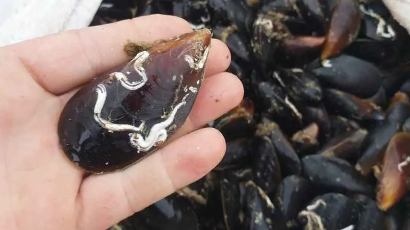 Zonguldak'ta çiftlik midyesi üretiliyor