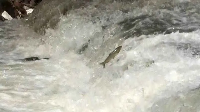 Kars'ta kefallerin ölüm göçü başladı