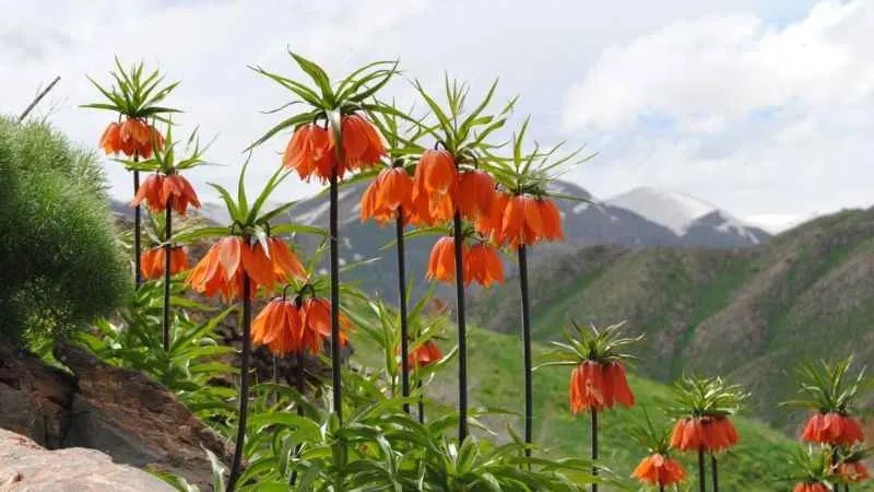 Tunceli’nin ters laleleri de çiçek açtı
