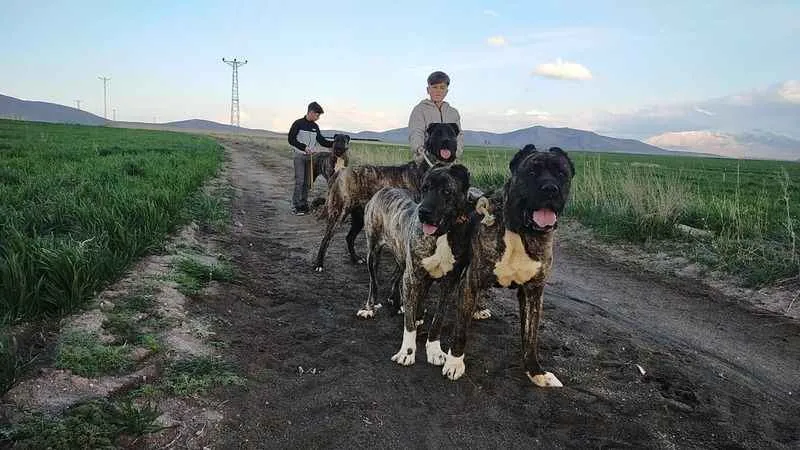 Tomarza Çaparları da tescilleniyor