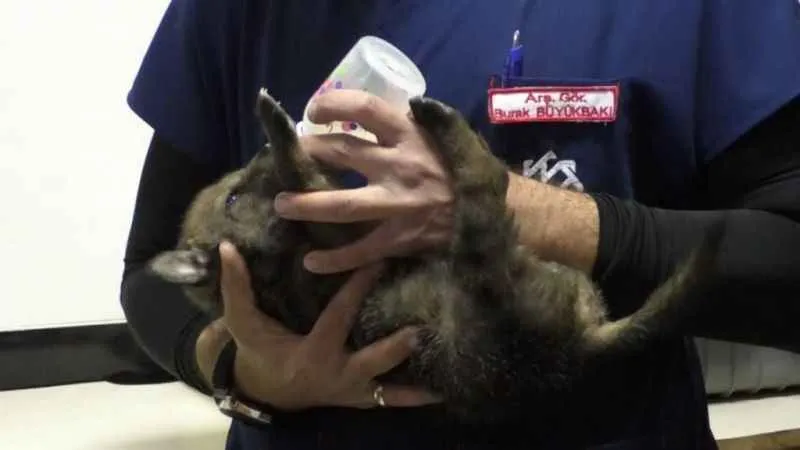 Yavru kurtlar biberonla besleniyor