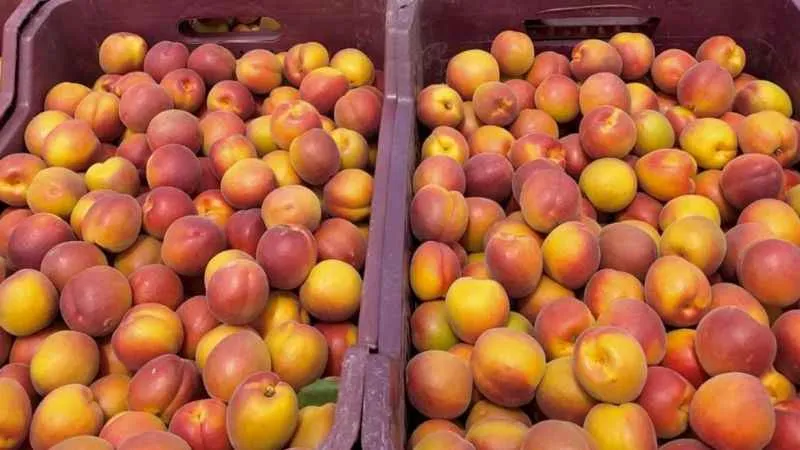 Mersin’de kayısının kilosu 8 liraya kadar düştü