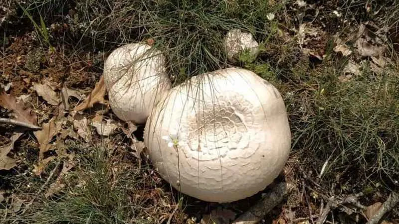 Mantarlara dikkat: Ölüme yol açabilir