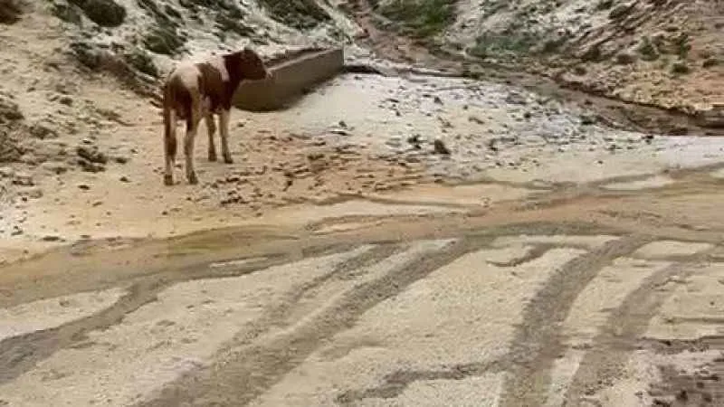 Gümüşhane’de dolu yaylaları beyaza bürüdü