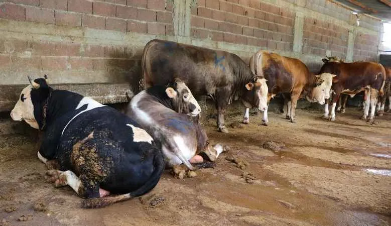 Kurbanlıkta hisseli büyükbaş satışları arttı