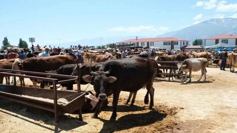 Kurbanlık alımlarında keneye dikkat