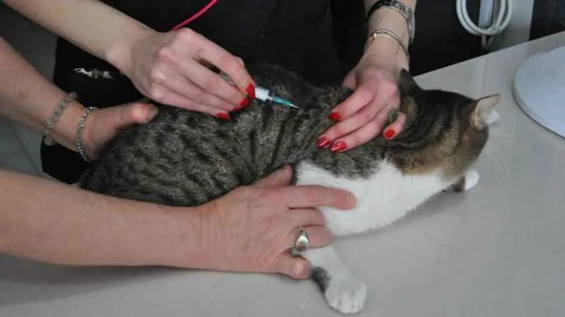 Evcil dostların kuduz aşısını ihmal etmeyin