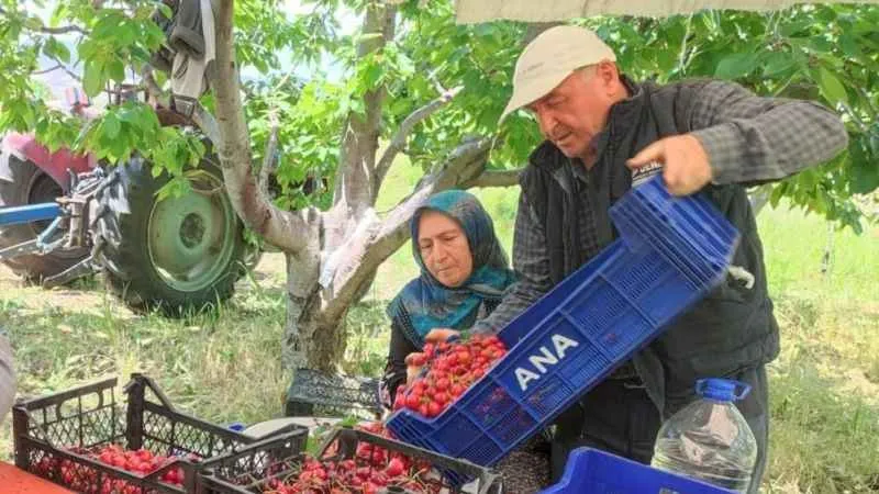 Kiraz hasadında sona gelindi