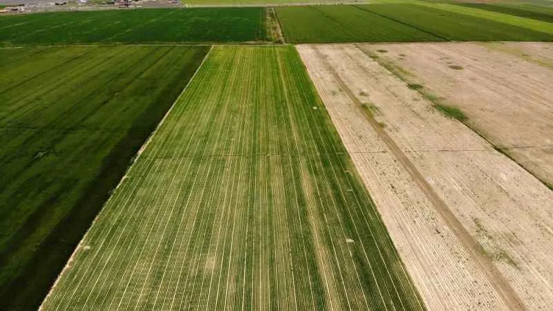 Tahıl ambarı Konya Ovası'nda kademeli havuç ekimi sürüyor
