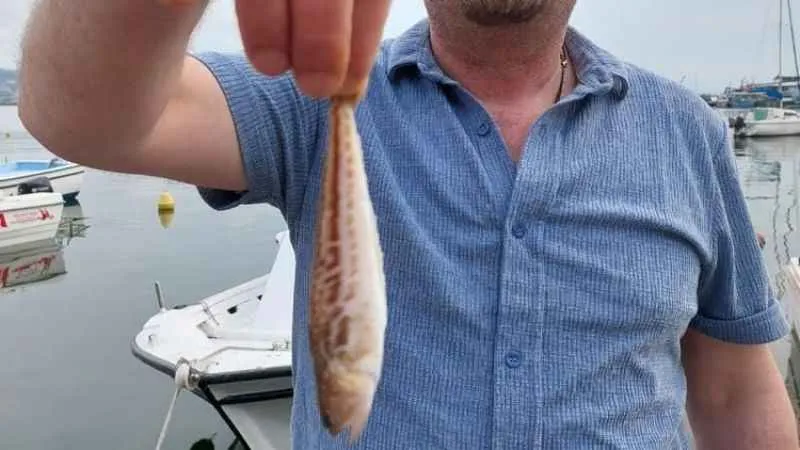 Zonguldaklı balıkçıların ağına zehirli trakonya takıldı