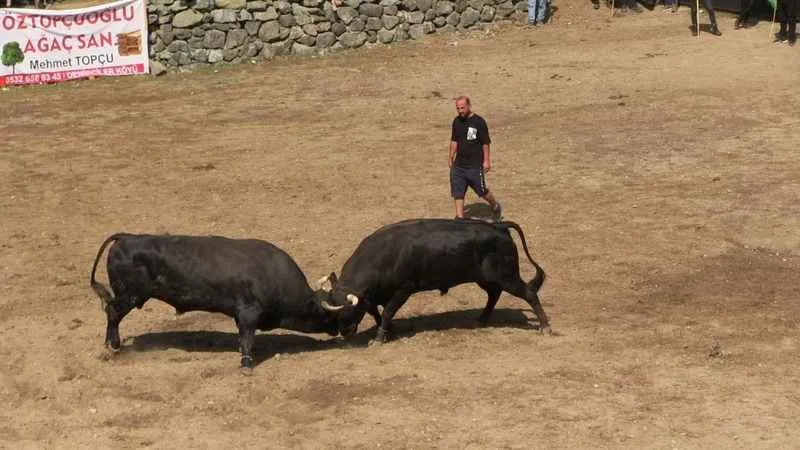 Boğaların güç mücadelesi nefes kesti