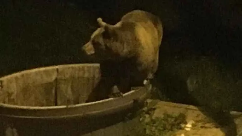 Bursa'da kış uykusundan uyanan ayılar şehir merkezine indi