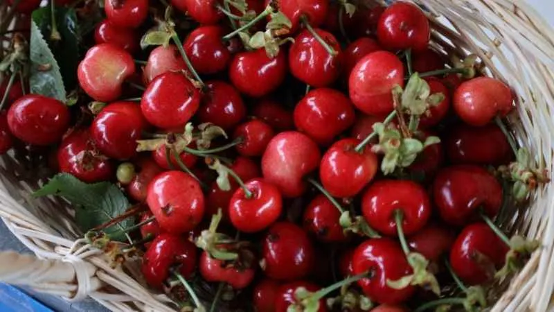 Muğla'da Kiraz Festivali heyecanı