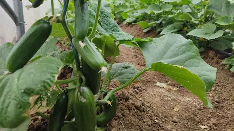 İstanbul’da Haziran ayında en çok kıvırcık salata pahalandı