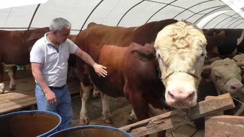 1540 kilo ağırlığındaki TOGG isimli dana alıcısını bekliyor