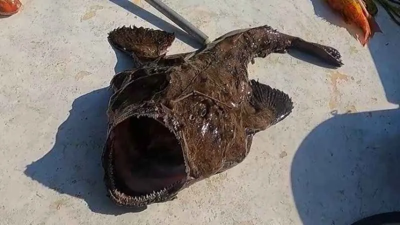 50 kiloluk dev fener balığı yakaladı