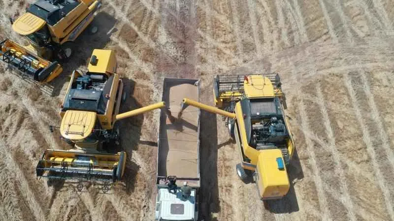 Türkiye’nin tahıl ambarında bu yıl 200 bin ton buğday hasadı bekleniyor