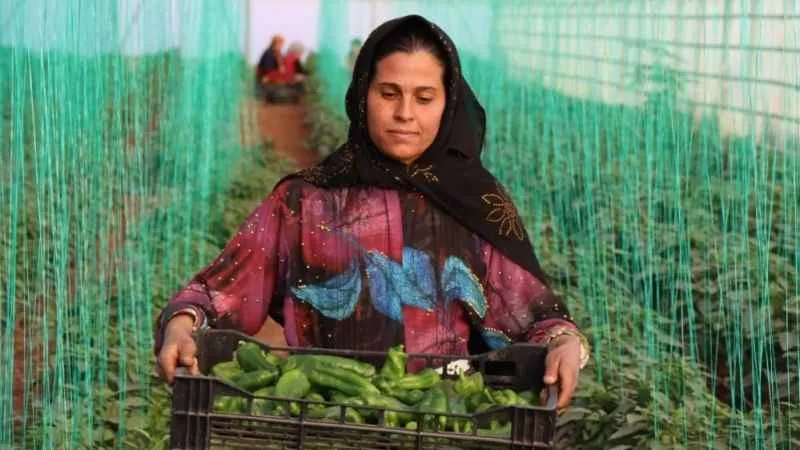 Tarım-GFE yıllık yüzde 40,20 arttı