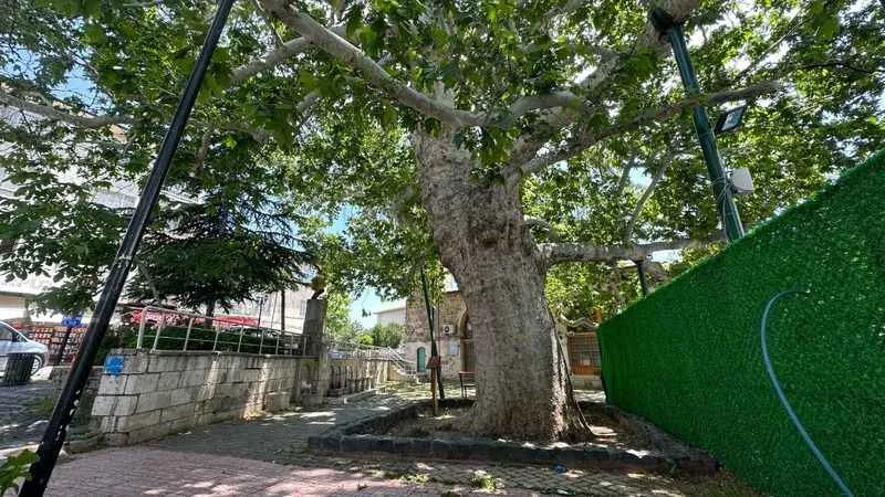 Evliya Çelebi gölgesinde soluklanmıştı