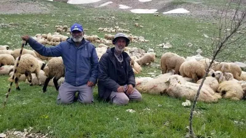 20 bin liraya çoban bulunmadı, İran'dan çoban getirildi