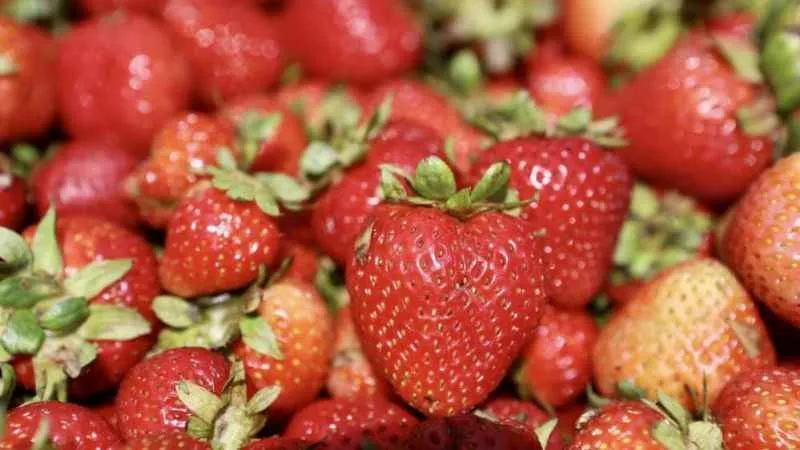 Ağrı’da çilek yetişmez denildi, 1 yılda 200 ton verim alındı