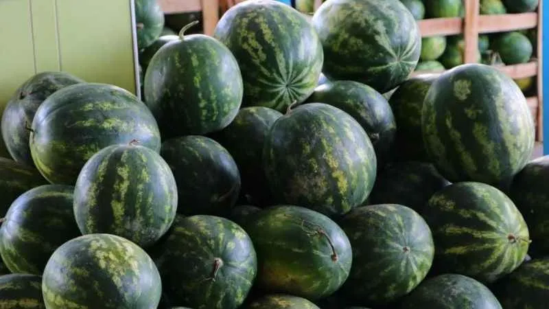 Karpuzun fiyatını 1 liraya kadar düşürdü