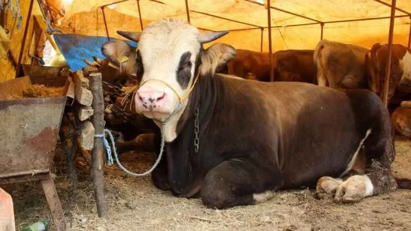 Kurban Bayramı’nda Dikkat Edilmesi Gereken 7 Kural !