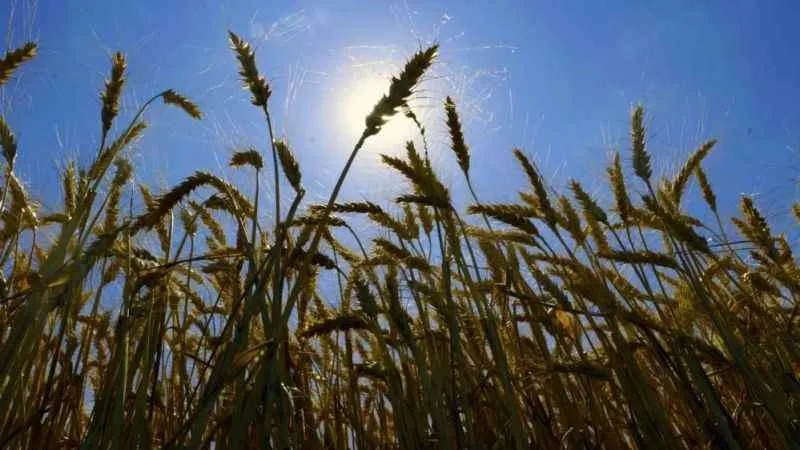 Diyarbakır buğdayında rekolte hedefi 1 milyon 200 bin ton