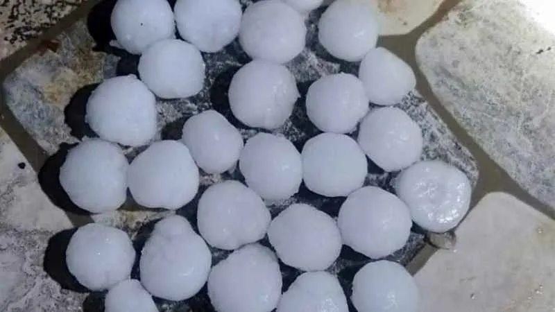 Malatya’da dolu yağışı kayısı bahçelerine zarar verdi