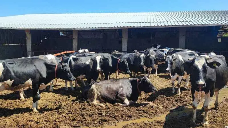 Kurbanlık alacaklara tüberküloz uyarısı