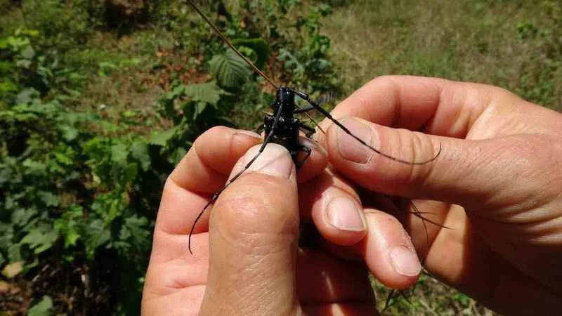 Fındıkta 'Drakula' ile mücadelede bu yıl da sürüyor
