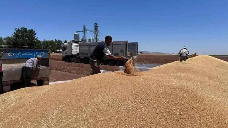 Buğdaylar eski usülle saklanmaya başlandı