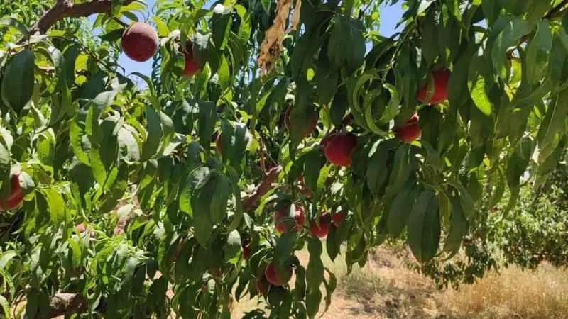 Gaziantep'te şeftali sevinci