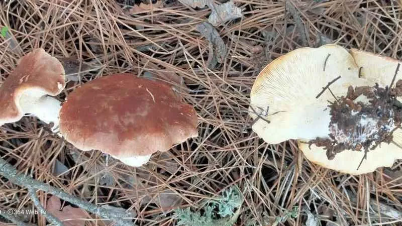 Çorum'da 36 kişi mantardan zehirlendi