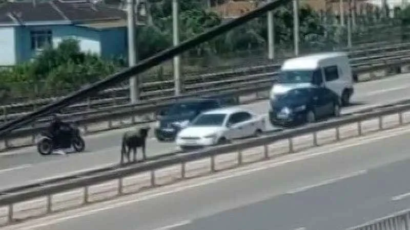 Kocaeli’e sahibinin elinden kaçan dana D-100’e girerek trafiği birbirine kattı