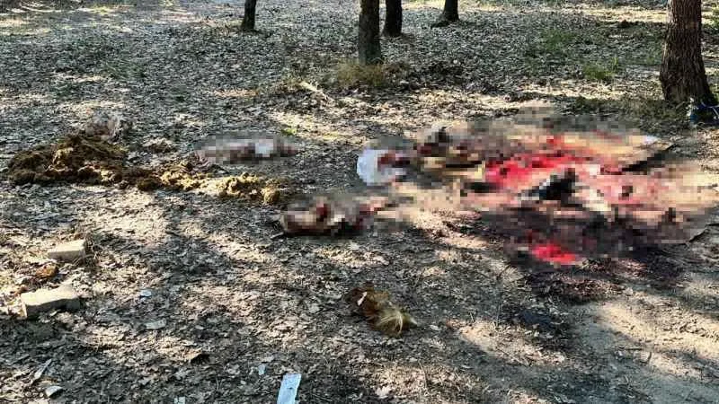 Ormanlık alan çöplüğe döndü !