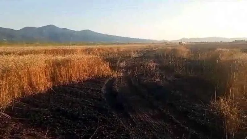 Buğday tarlasında yangın: 15 dönüm küle döndü