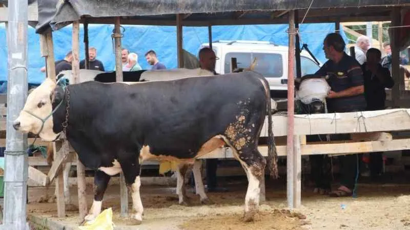 Satılmayan kurbanlıklar Et ve Süt Kurumu tarafından alınacak