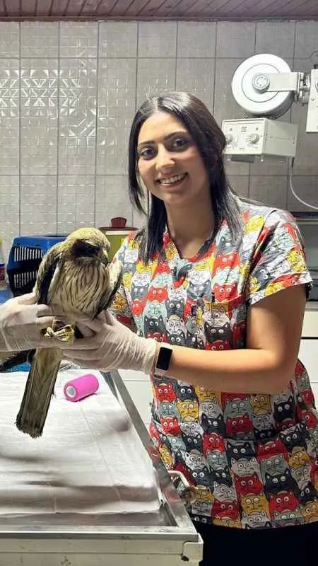 Yaralı yavru 'kızıl şahin' tedavi altına alındı