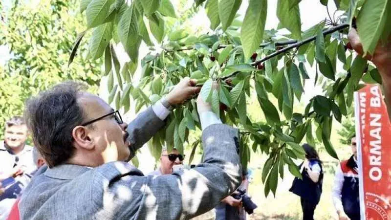 Gölpazarı'nda ilk kiraz hasadı yapıldı