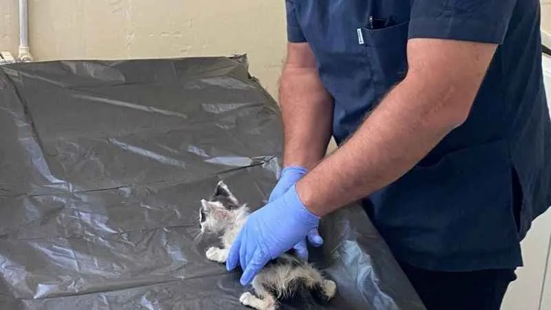 Boğazına kemik takılan kedi kurtarıldı