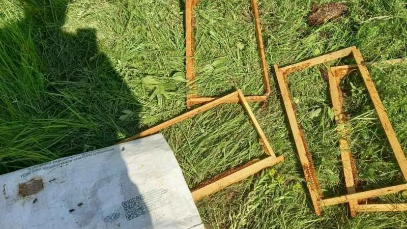 Köye inen ayı balları tüketip, arıları telef etti