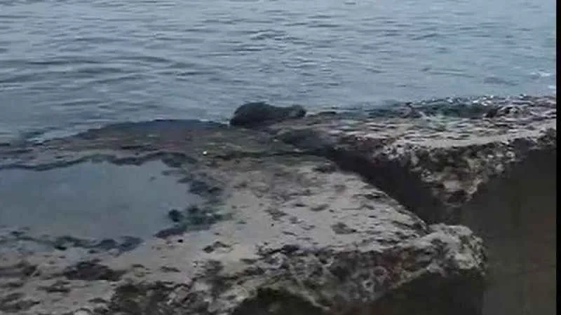 Nesli tehlikede olan o hayvan Tekirdağ’da görüldü